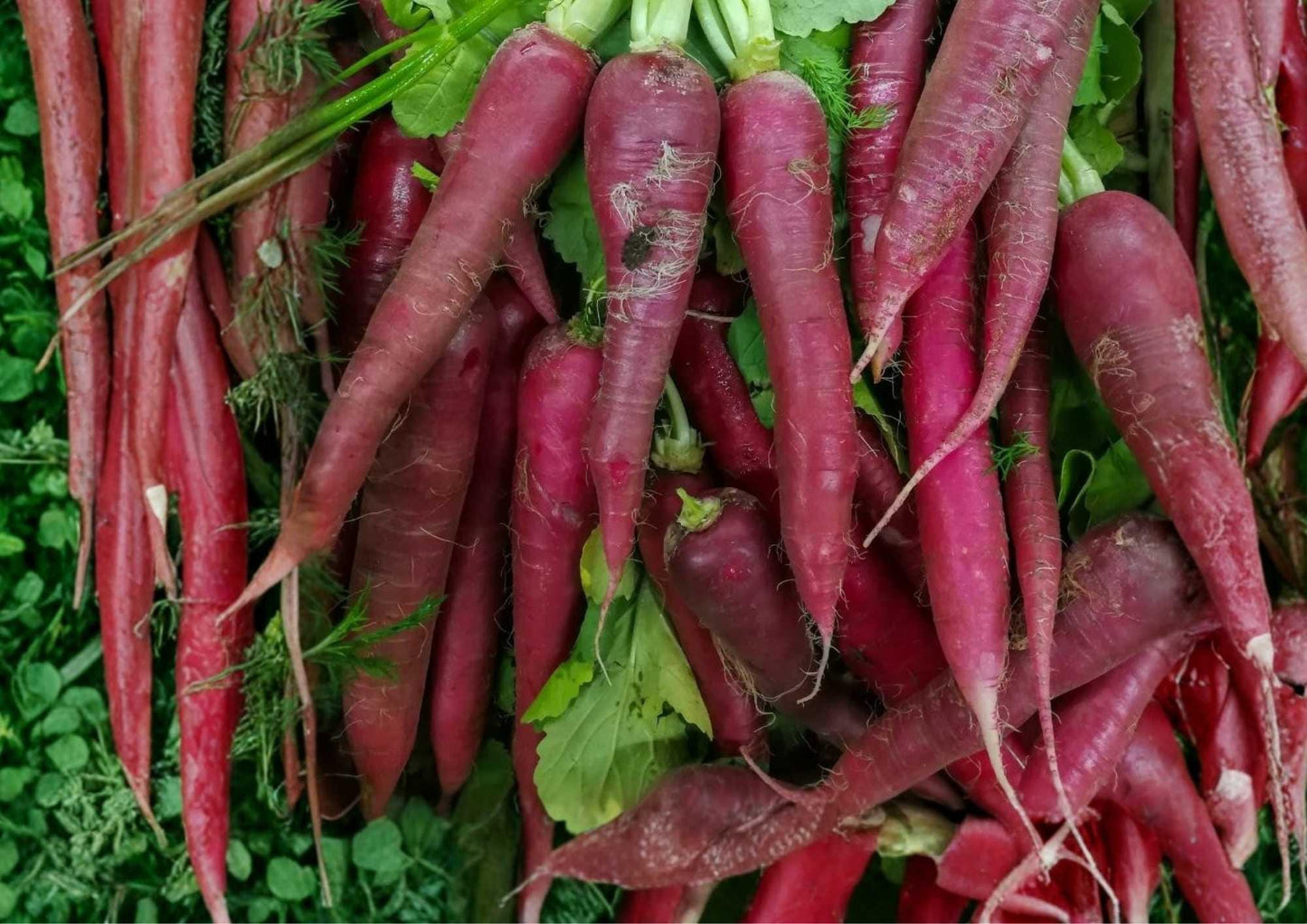 100+ Cosmic Purple Carrot Seeds – Heirloom Organic Non-GMO Vegetable Seeds for Garden Planting, Deep Purple Roots, Crunchy and Sweet