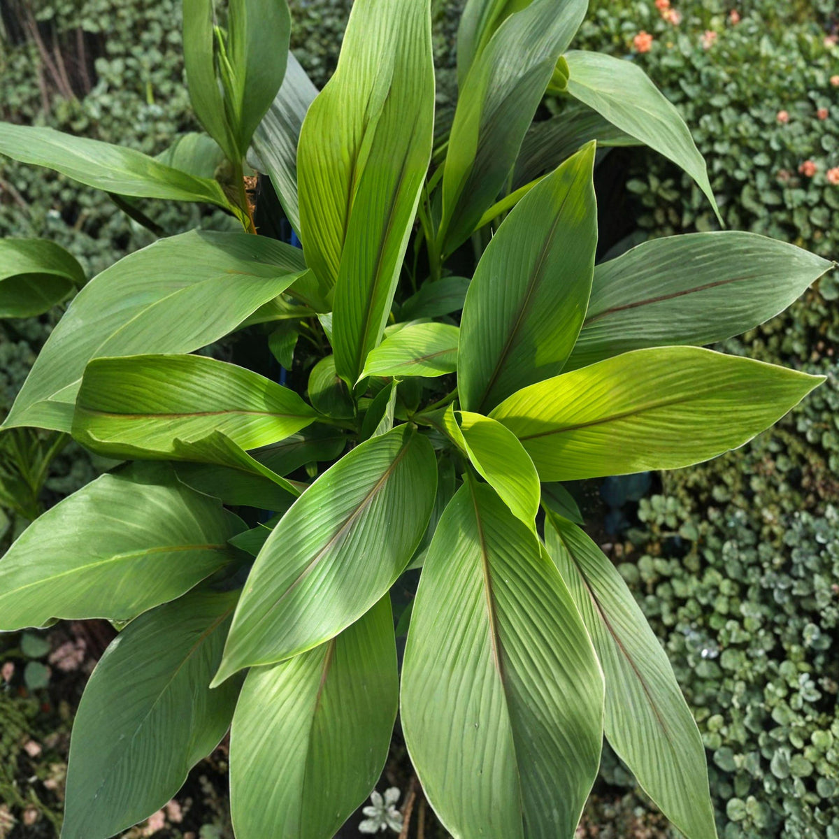 White Turmeric Plant Starter – Edible Rhizome, Tropical Garden or Container Growing, Curcuma zedoaria