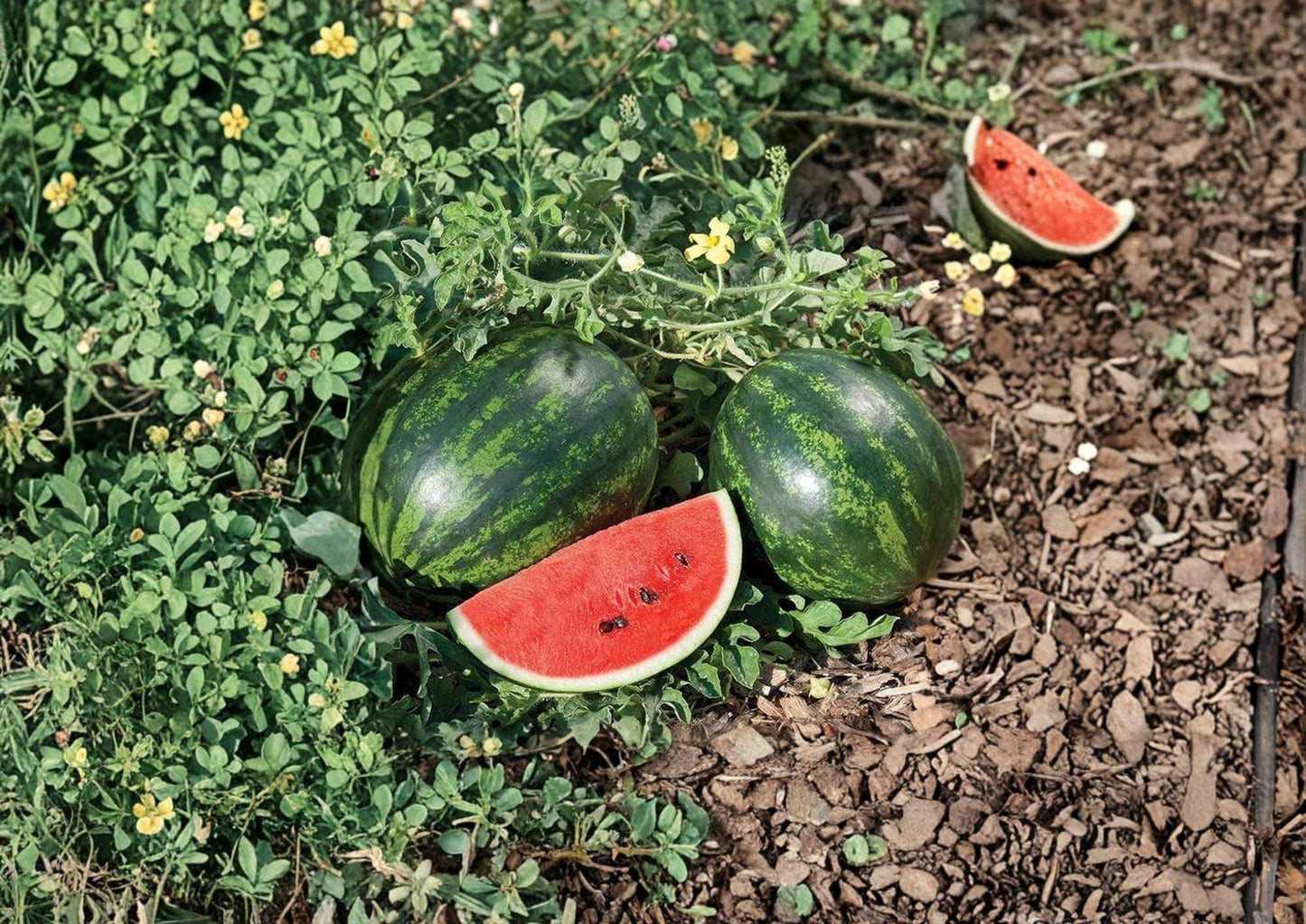 Congo Watermelon Seeds Heirloom Non-GMO Vegetable Seeds for Garden Planting, Large Red Flesh Melon Variety