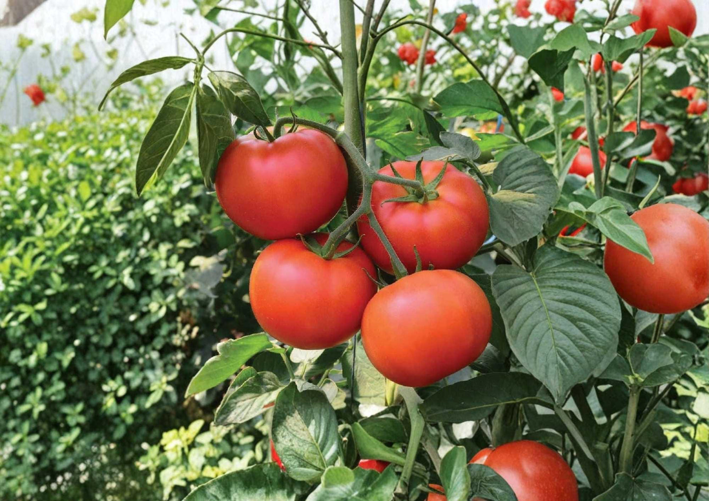30+ Chef’s Choice Red Tomato Seeds, Heirloom, Non-GMO, Solanum lycopersicum, AAS 2018 Winner, Large Juicy Slicing Fruit