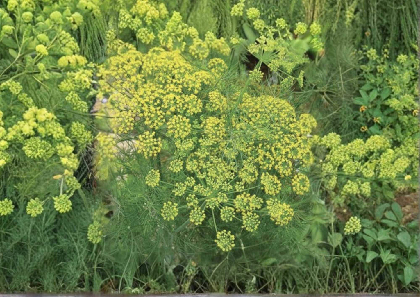 Heirloom Dill Seeds, 1000+ Mammoth Long Island Variety, Aromatic Feathery Herb for Culinary and Pickling Gardens
