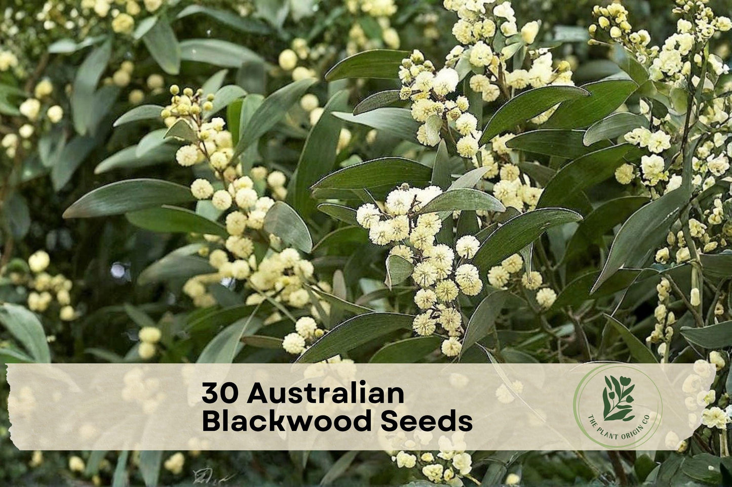 Australian Blackwood Seeds - Acacia melanoxylon Evergreen Tree for Landscaping, Ornamental, Windbreak, Warm Climate