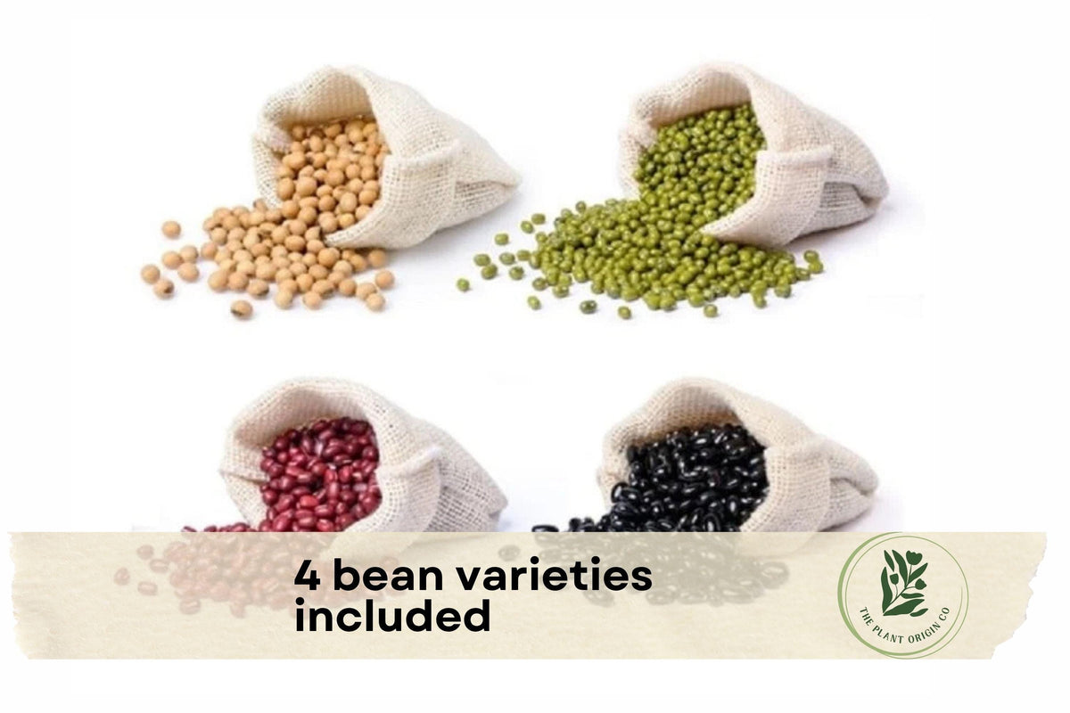 Bean Seed Bundle - Soybean, Mung Bean, Adzuki, Black Soybean Seeds for Vegetable Gardens, Raised Beds, Warm-Season Planting