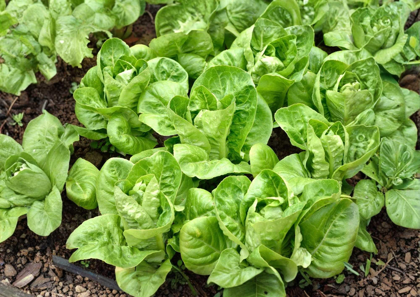 Buttercrunch Butterhead Lettuce Seeds, Non-GMO Vegetable Seeds for Garden, Salad Greens, Soft, Crisp, High Yield, Lactuca sativa