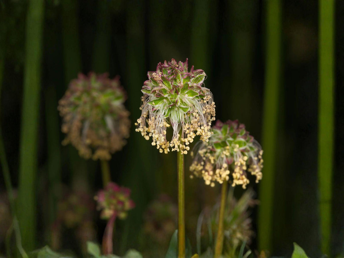 Small Burnet Seeds | Sanguisorba Minor Herb for Garden Beds & Borders | Perennial Green Foliage Plant