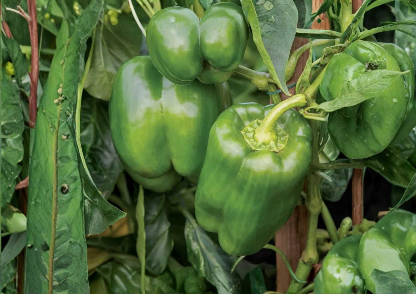 Big Bertha Sweet Pepper Seeds – Heirloom Organic Non-GMO, Large Bell Peppers, Thick-Walled, Garden Planting, Vegetable Seeds