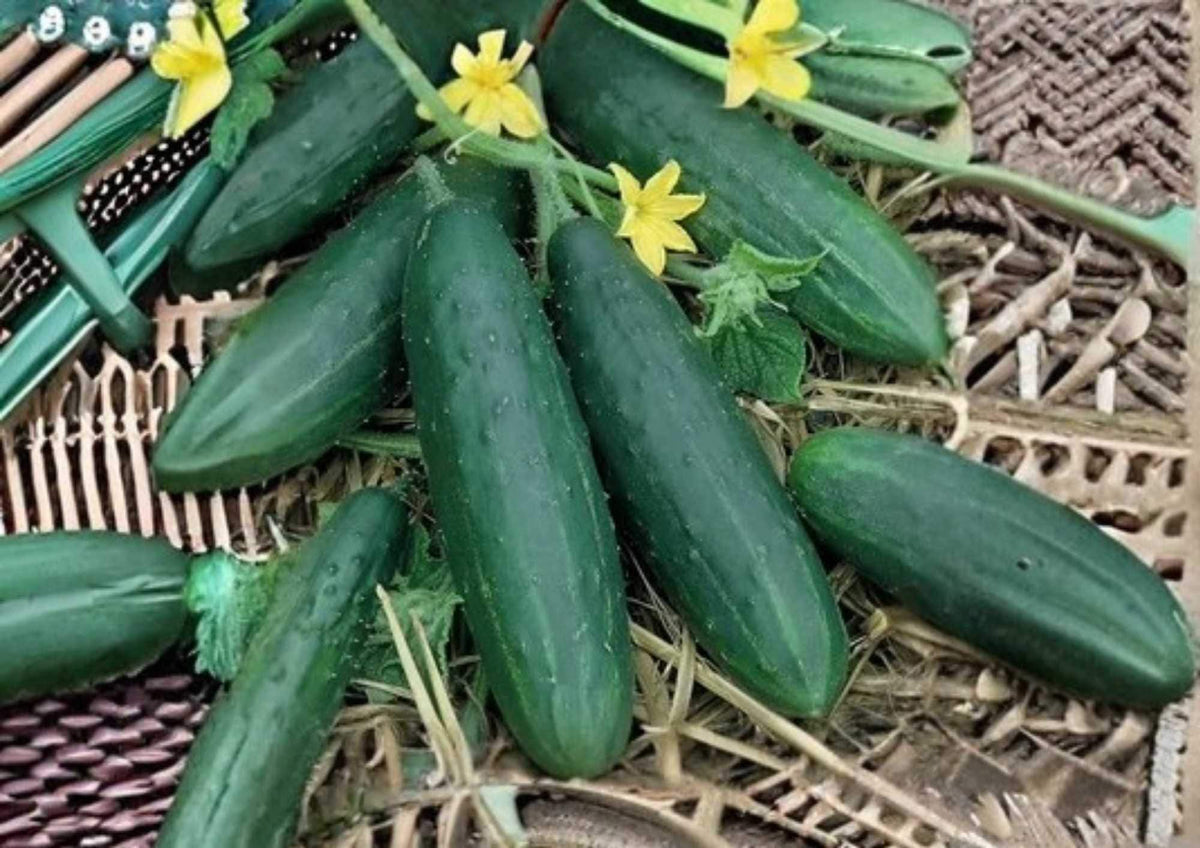 100+ Carolina Cucumber Seeds – Heirloom Organic Non-GMO Vegetable Seeds for Slicing, Garden Planting, High Yield Cucumbers