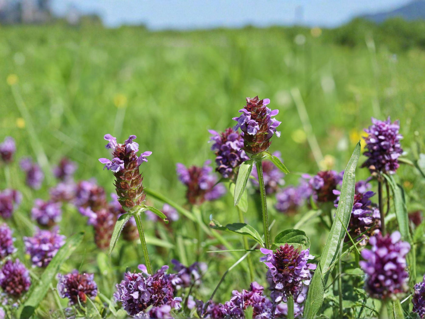 Self-Heal Seeds | Prunella vulgaris Flowering Groundcover | Purple Violet Blooms | 100 Seeds