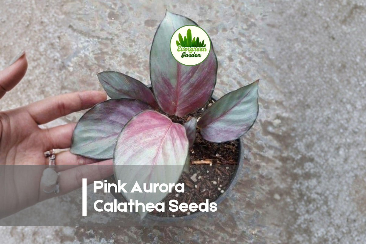25 Pink Aurora Calathea Seeds – Tropical Foliage Plant with Pink-Tinted Patterned Leaves, Indoor Decoration, Calathea spp.