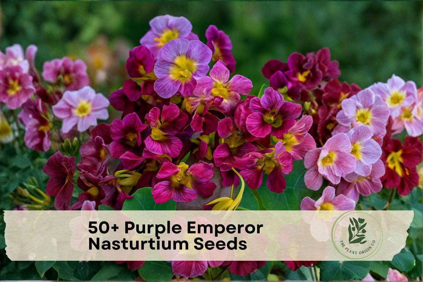 Purple Emperor Nasturtium Seeds – Trailing Annual Flower, Deep Purple Blooms, for Containers & Gardens, Tropaeolum majus