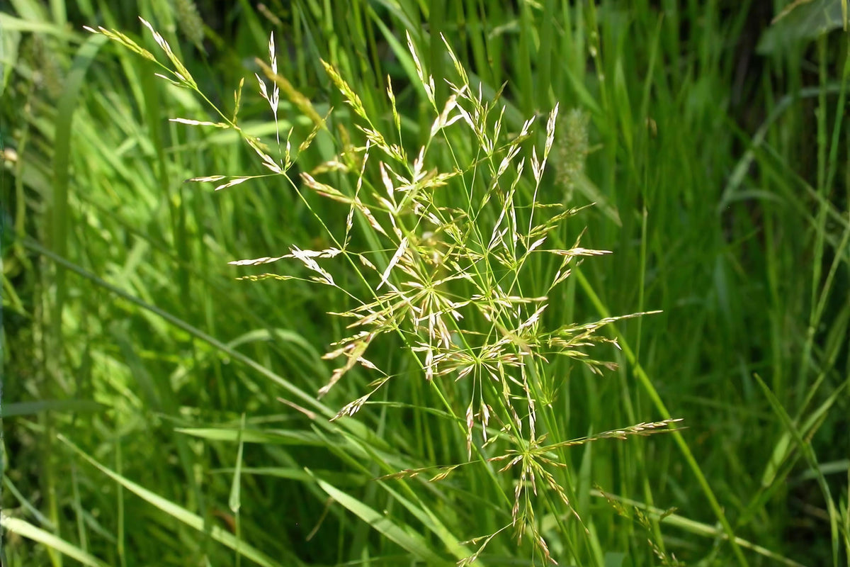 Creeping Bentgrass Seeds | PC 2.0 Turf, Golf Lawn Grass | Agrostis stolonifera for High-End Turf & Putting Greens