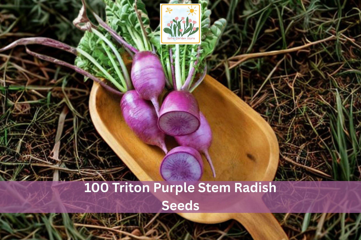 100 Triton Purple Stem Radish Seeds - Colorful Raphanus sativus Vegetable Seeds for Containers & Gardens