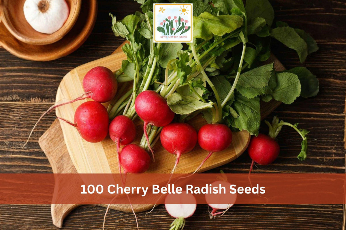 Cherry Belle Radish Seeds, Round Red Vegetable Seeds for Garden, Container, Raised Bed Planting, Raphanus sativus