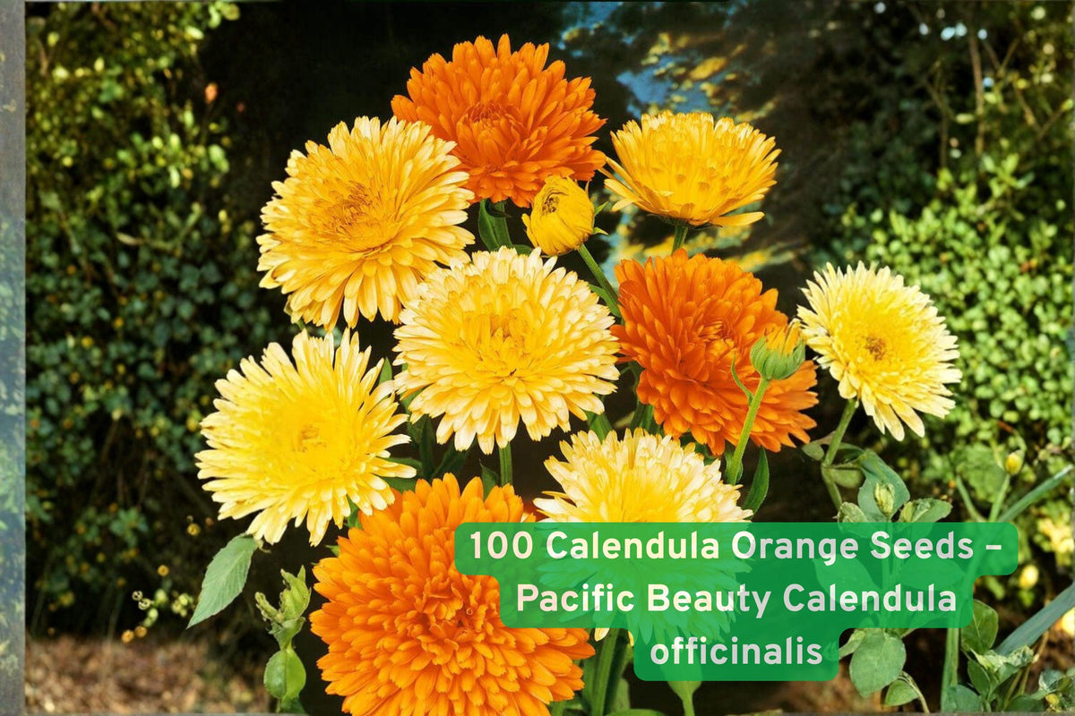 Calendula officinalis Seeds – Pacific Beauty Orange Annual Flower for Pollinator Gardens, Bright Orange Blooms