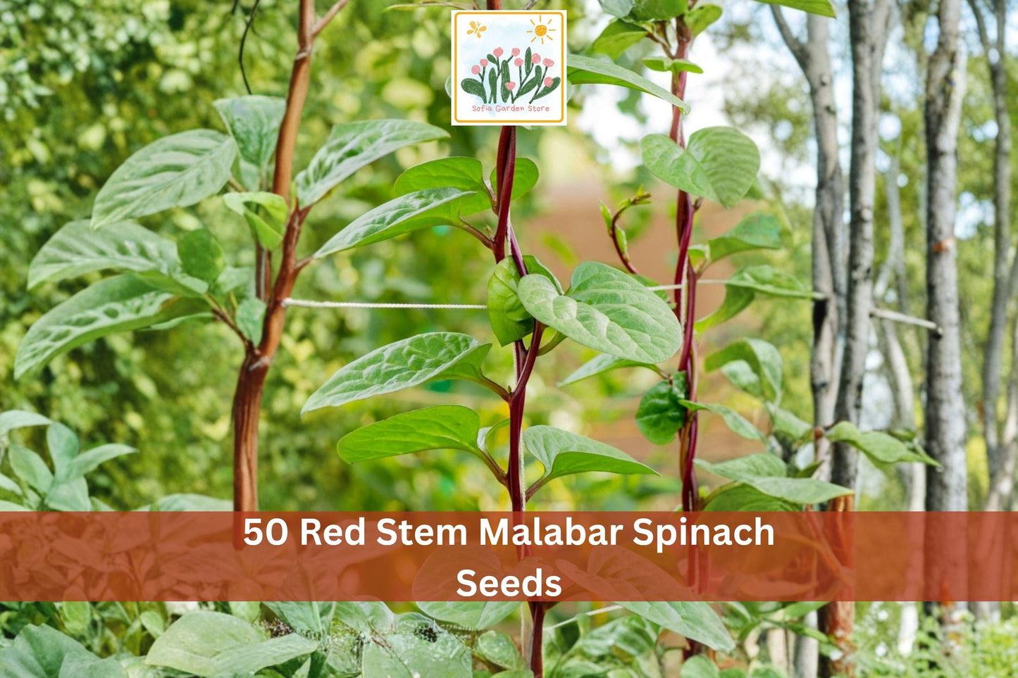 Red Stem Malabar Spinach Seeds – Climbing Leafy Green Vegetable, Basella rubra, 50 Seeds