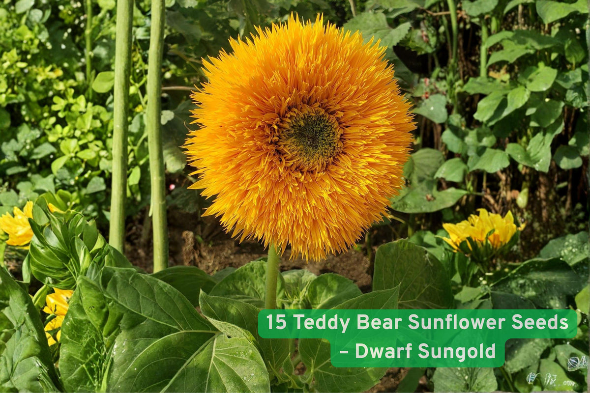 15 Teddy Bear Dwarf Sunflower Seeds – Helianthus annuus, Double Yellow Blooms, Compact Annual for Containers & Gardens