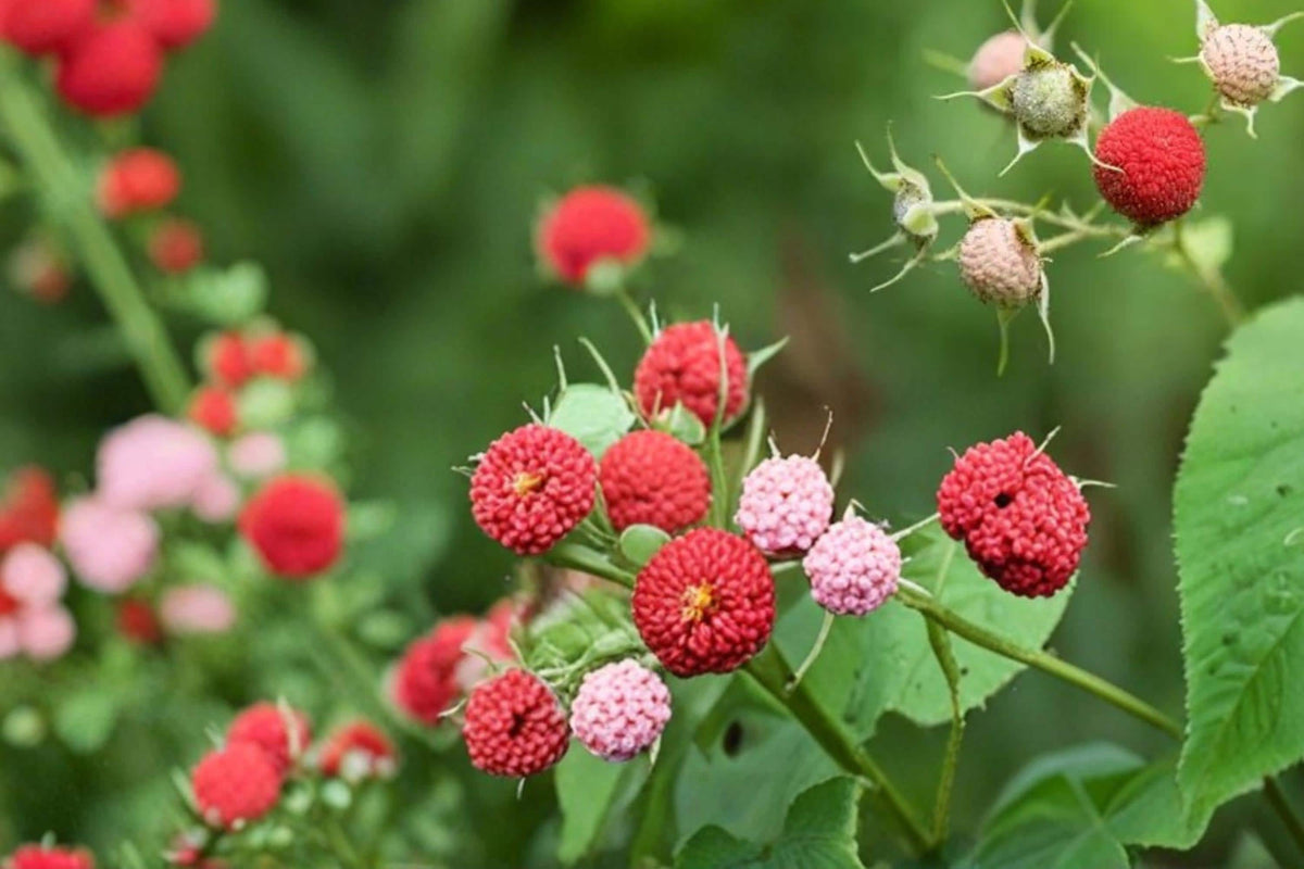 Thimbleberry Seeds – Rubus parviflorus – Native Fruiting Shrub with White Flowers and Edible Red Berries, 50 Seeds
