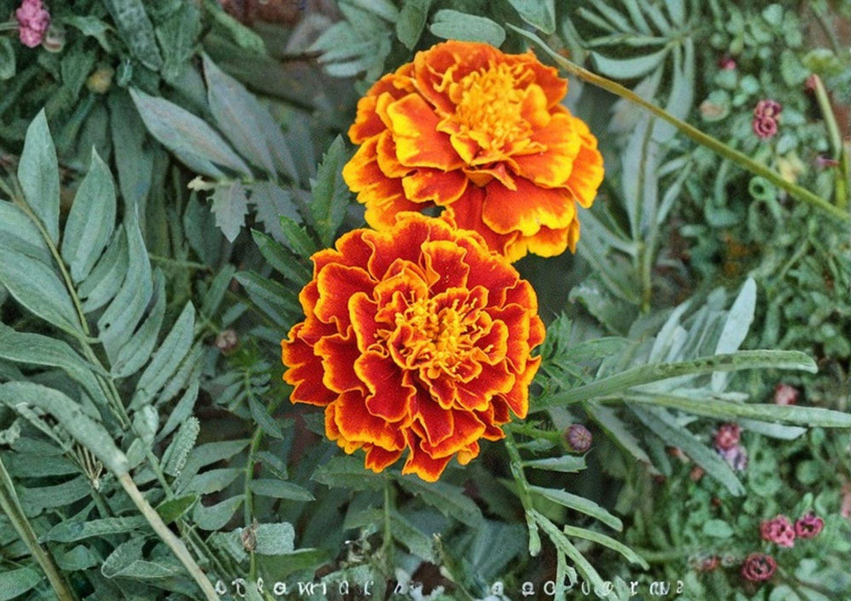 French Marigold Seeds – Sparky Mix, Heirloom Flower Seeds for Garden, Bright Orange & Yellow Blooms, Compact, Pollinator-Friendly
