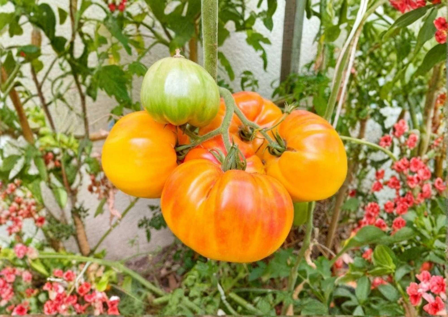 Pineapple Tomato Seeds Heirloom Non-GMO Rare Vegetable Seeds for Garden Planting, Bicolor Large Fruits, Sweet Fruity Flavor