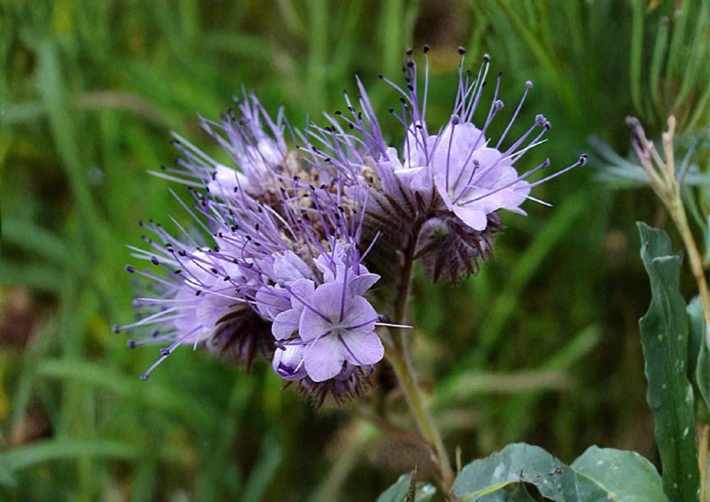 1000+ Lacy Phacelia Seeds, Purple Tansy Flower Seeds for Garden, Pollinator Attractant, Cover Crop, Soil Builder, Fast Growing