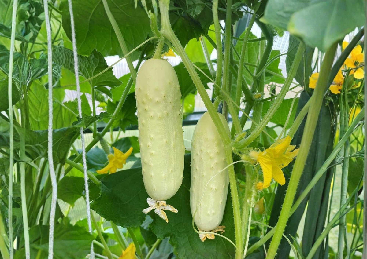 White Wonder Cucumber Seeds – Heirloom Non-GMO, Crisp White Skin, Mild Sweet Flavor, Vegetable Seeds for Garden Planting