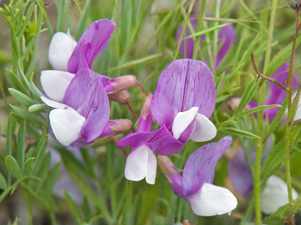 American Vetch Seeds – Native Wildflower Vine for Pollinator Gardens, Prairie & Meadow Landscaping, Vicia americana
