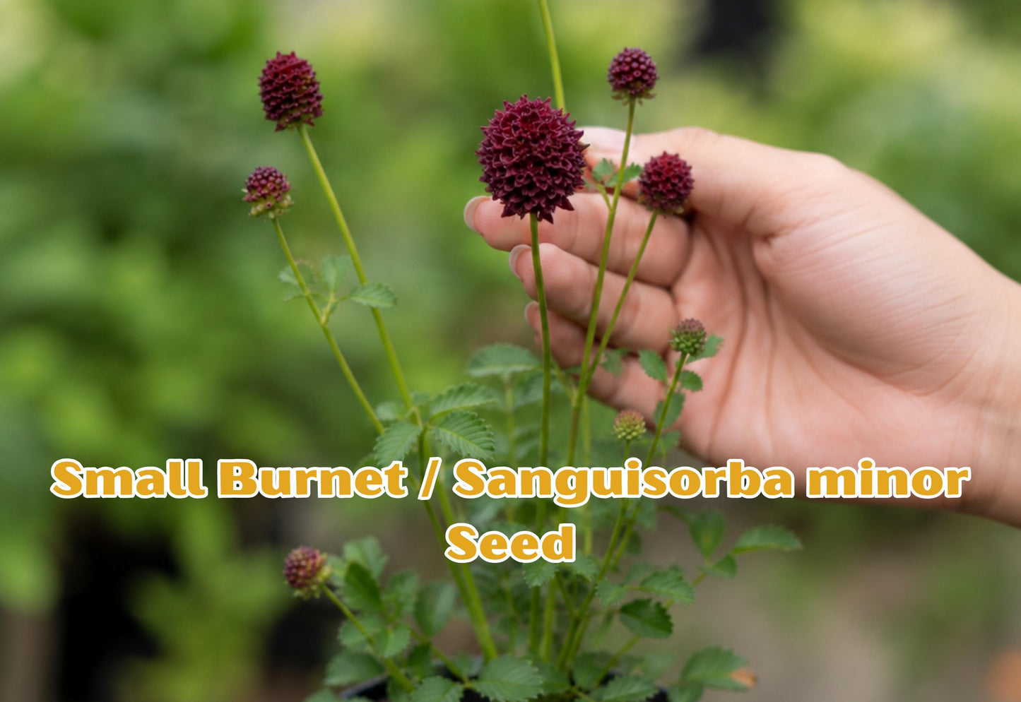 100 Seeds Small Burnet Herb Seed – Edible Sanguisorba minor for Garden, Drought Tolerant Perennial, Culinary & Pollinator Gardens
