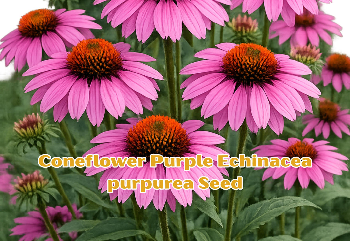 Purple Coneflower Seeds – Echinacea purpurea Perennial Butterfly Garden Plant – 100 Seeds for Full Sun to Partial Shade