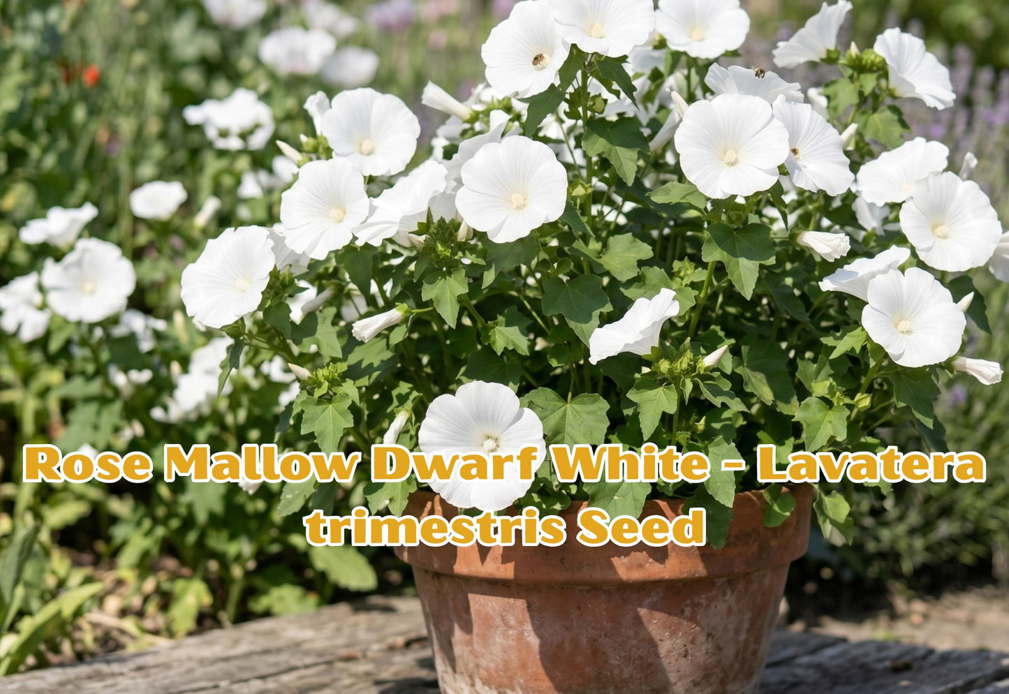 Rose Mallow Dwarf White Seeds, Lavatera trimestris, Easy Grow Annual Flower, Full Sun, 40 Pack
