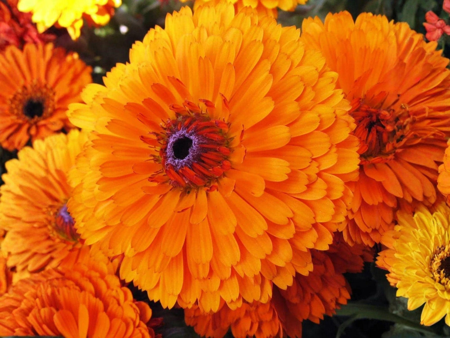 Calendula Pacific Beauty Orange Seeds – Heirloom Non-GMO Garden Flower for Borders & Cut Flowers