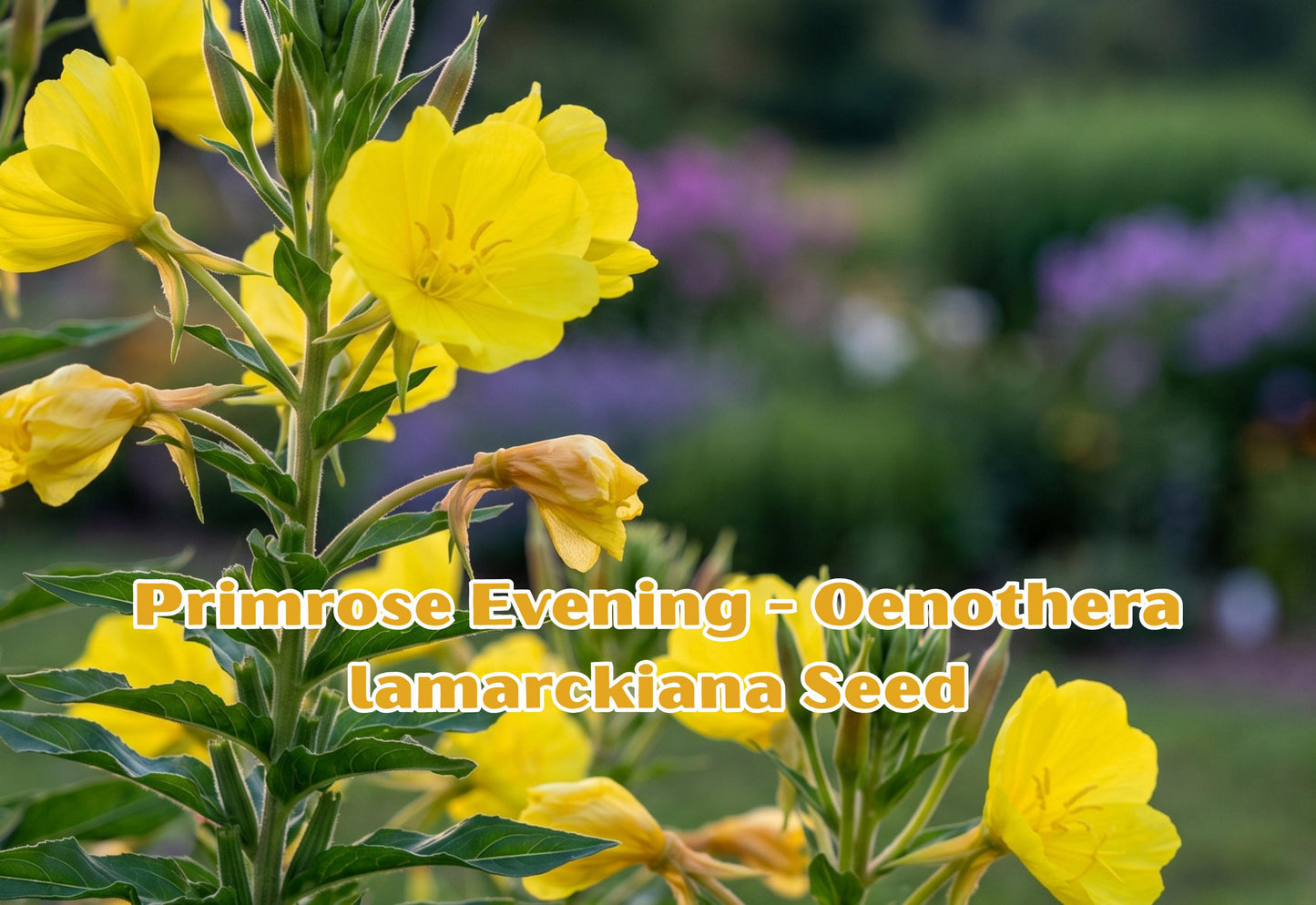 Evening Primrose Seeds 200 Bright Yellow Night Blooming Flowers Oenothera lamarckiana Perennial Biennial