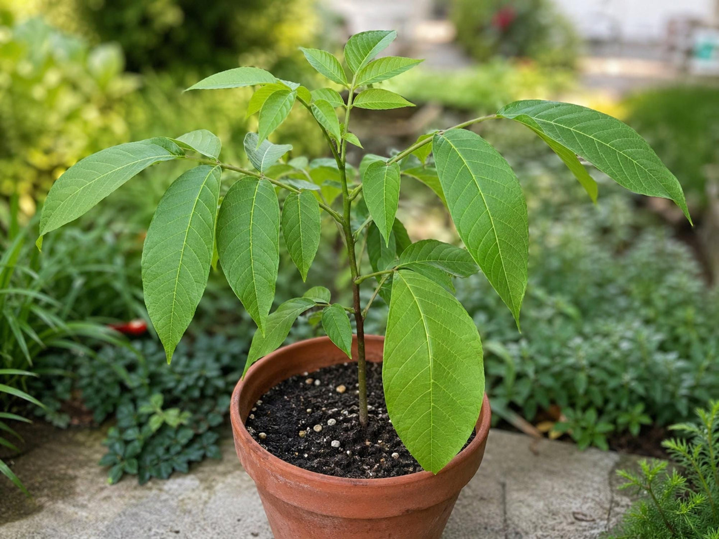 White Walnut Tree Bare Root Plant – Juglans cinerea, Edible Nut, Native North American Tree