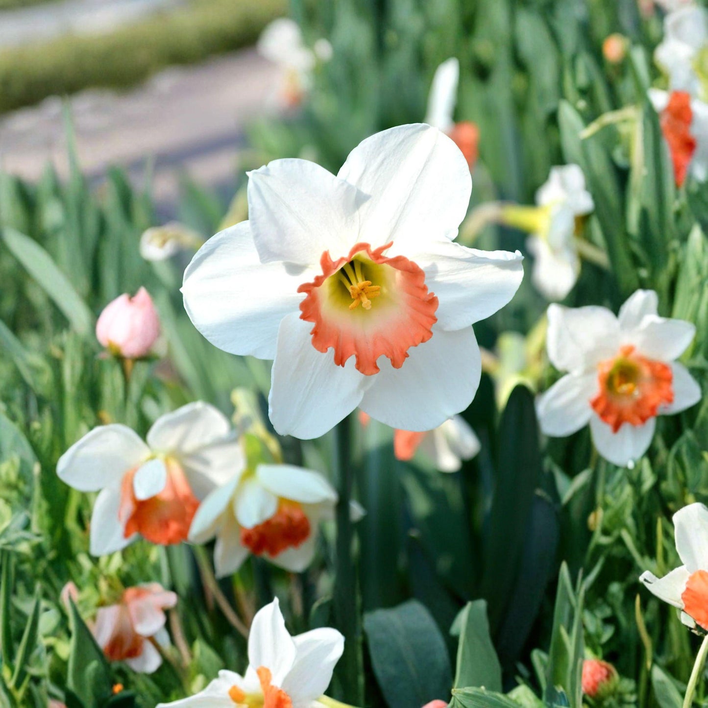 Pink Charm Daffodil Bulbs 10 Pack – Spring Flower Bulbs for Garden Planting, Narcissus poeticus var. ‘Pink Charm’