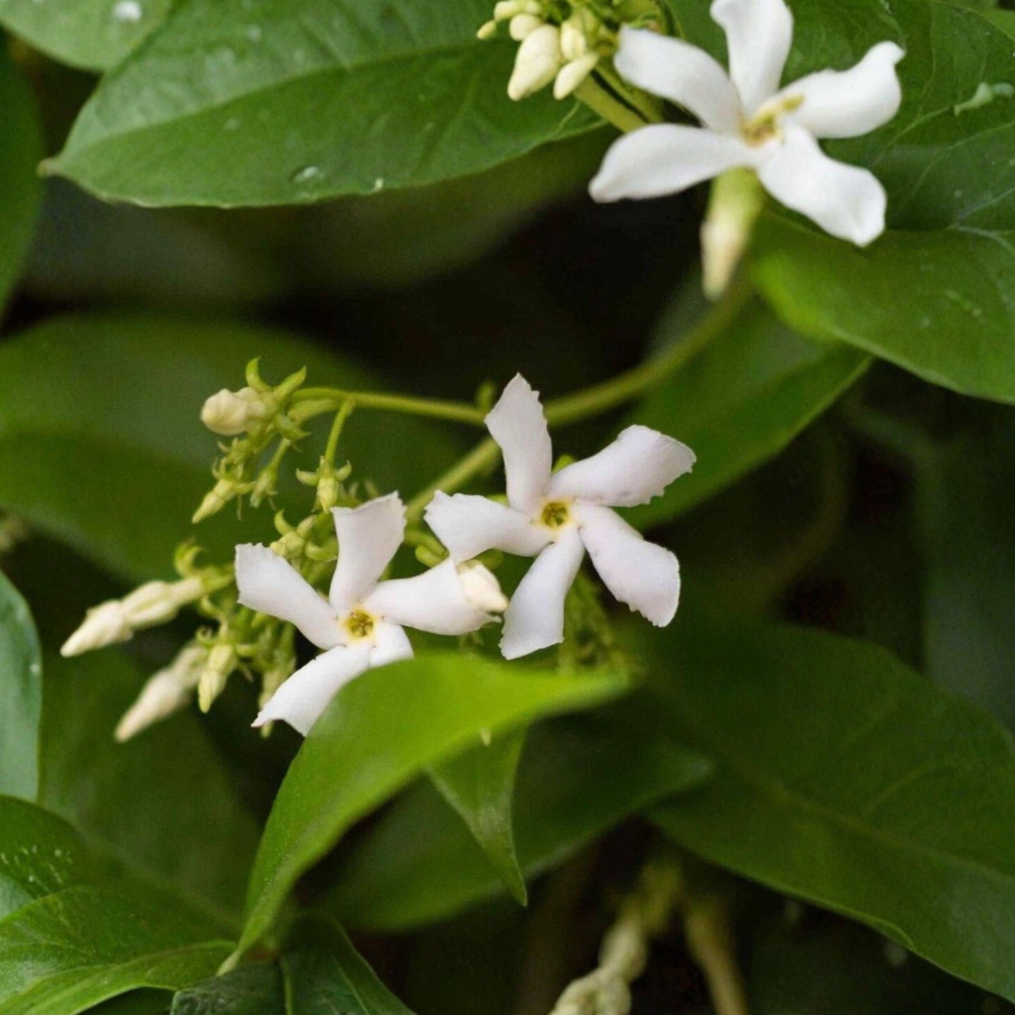 Star Jasmine Cuttings 6 Pack – Trachelospermum jasminoides Climbing Vine for Garden, Fragrant White Flowers, Live Plant Cuttings