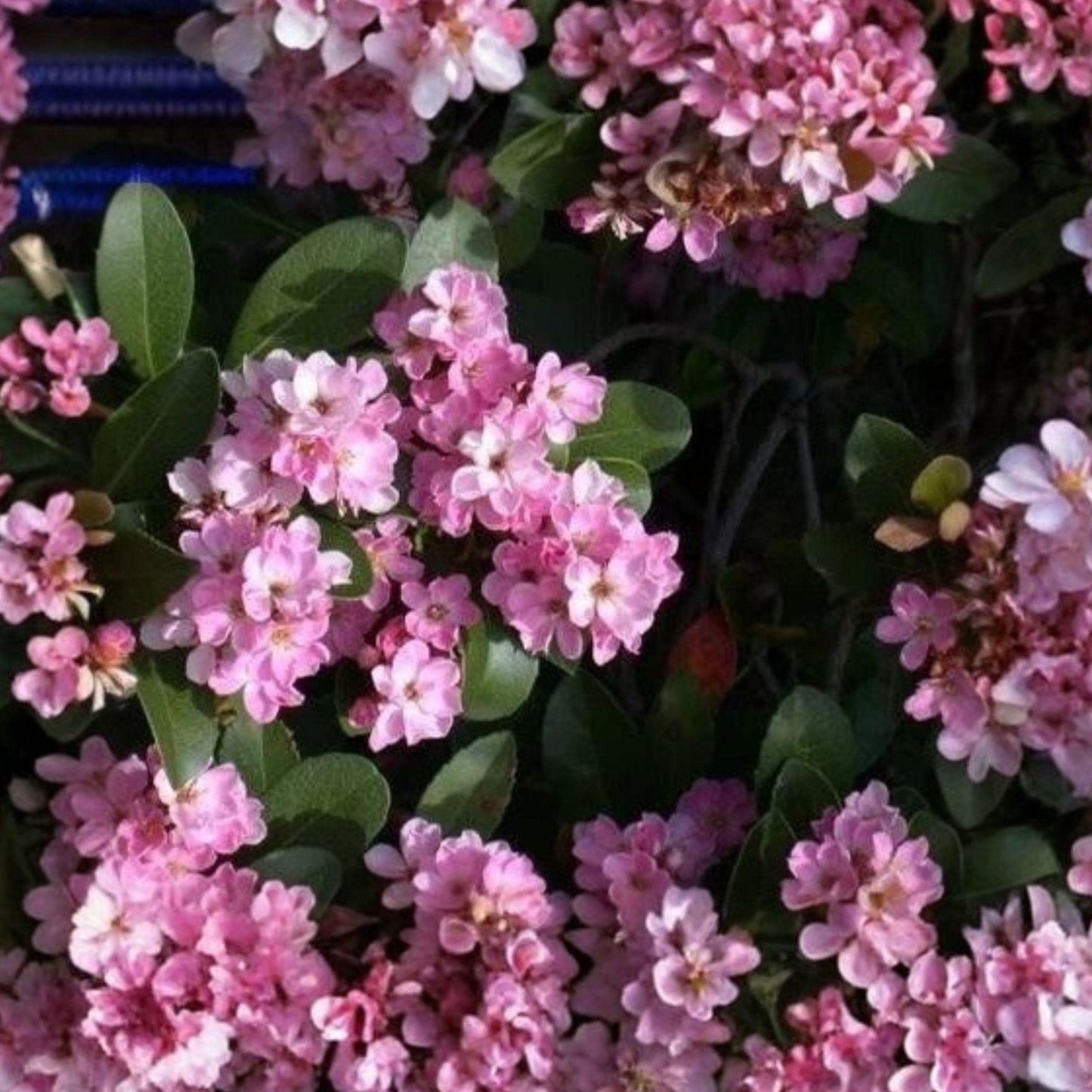 Indian Hawthorne ‘Pink Dancer’ Cuttings 6 Pack, Flowering Shrub for Garden, Evergreen, Soft Pink Blooms, Live Plant Cuttings