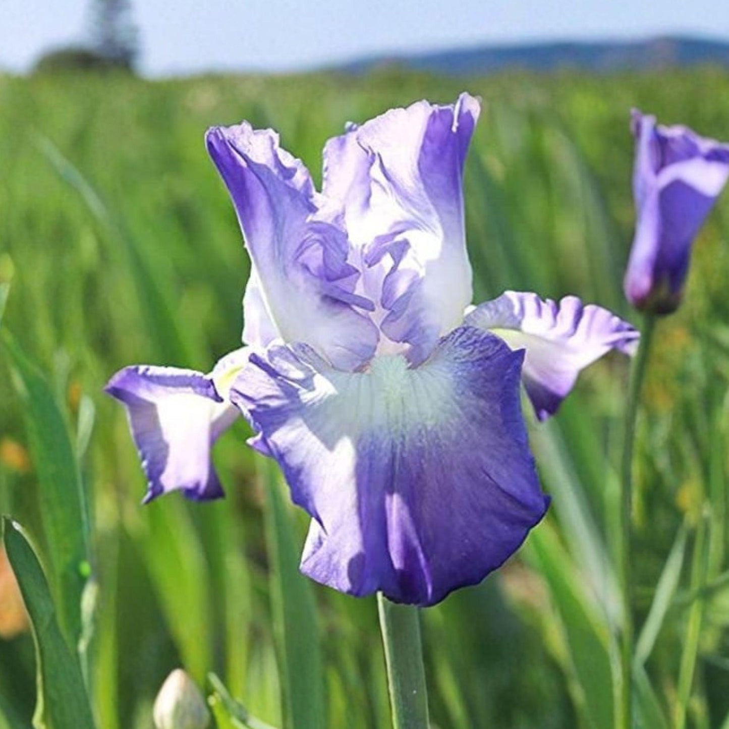 Bearded Iris ‘Blue Heaven’ Mix Rhizomes – 5 Pack, Garden Flower Bulbs, Blue Blooming Perennials for Borders and Beds
