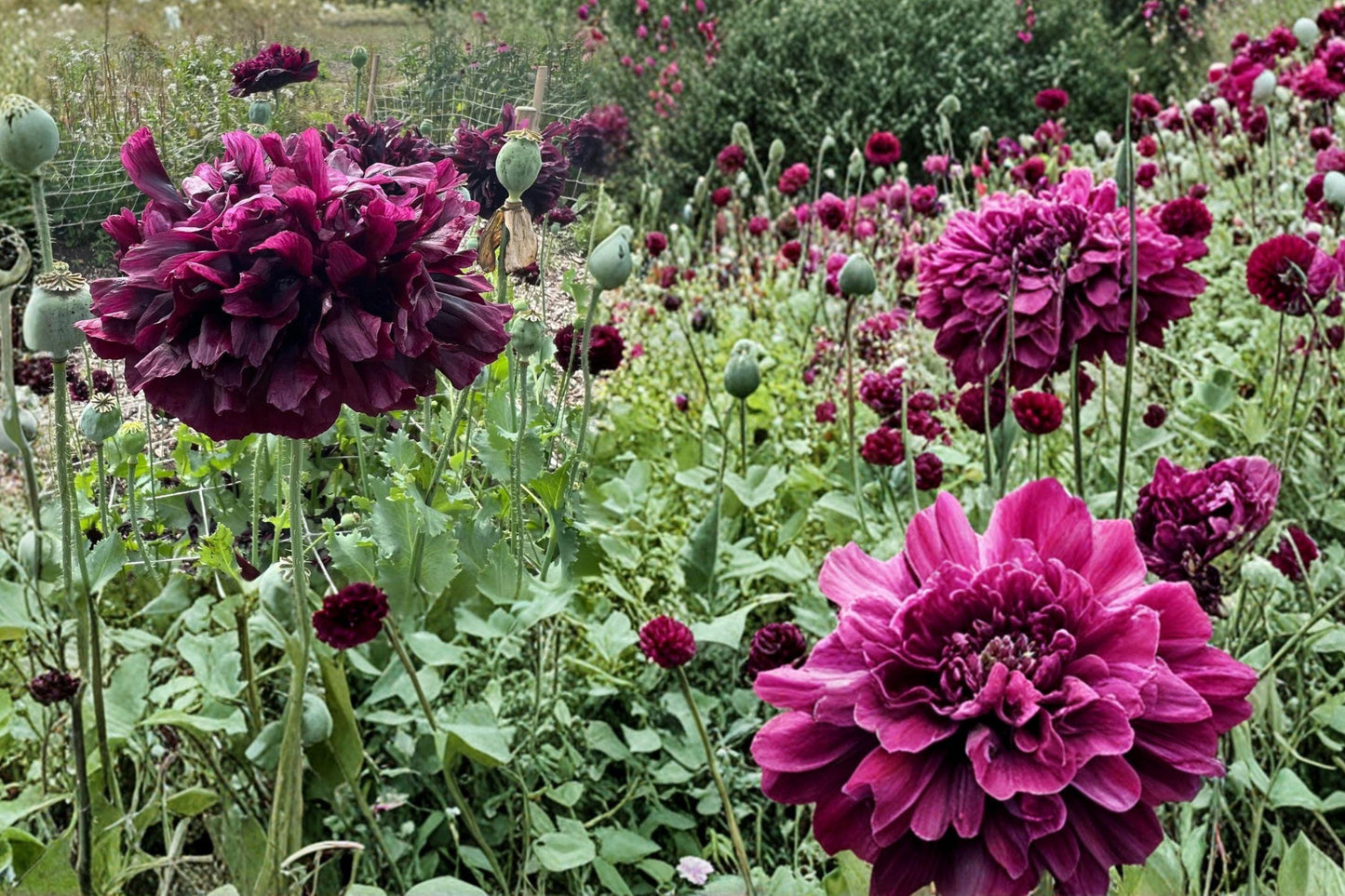 Black Peony Poppy Seeds – Papaver paeoniferum, Deep Maroon Double Blooms, Ornamental Annual Flower Seeds