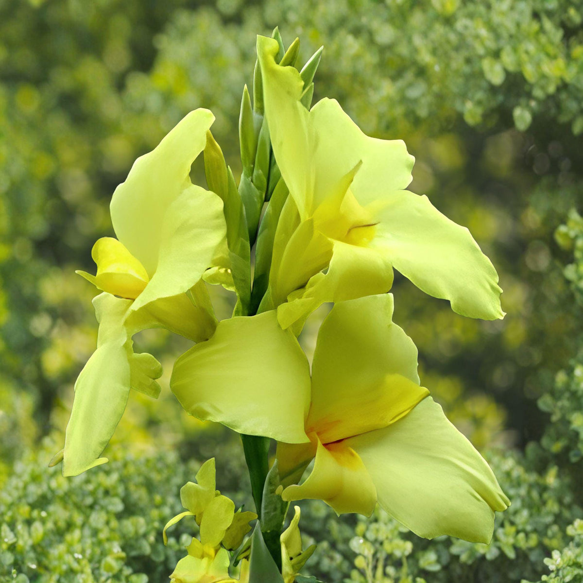 California Yellow Canna Lily Plants – Canna indica, 2 Live Rhizomes, Bright Yellow Blooms, Full Sun Perennial for Garden Beds & Containers