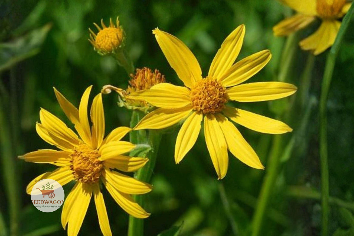 Yellow Crownbeard Seeds – Verbesina helianthoides Native Perennial Wildflower for Pollinator Gardens