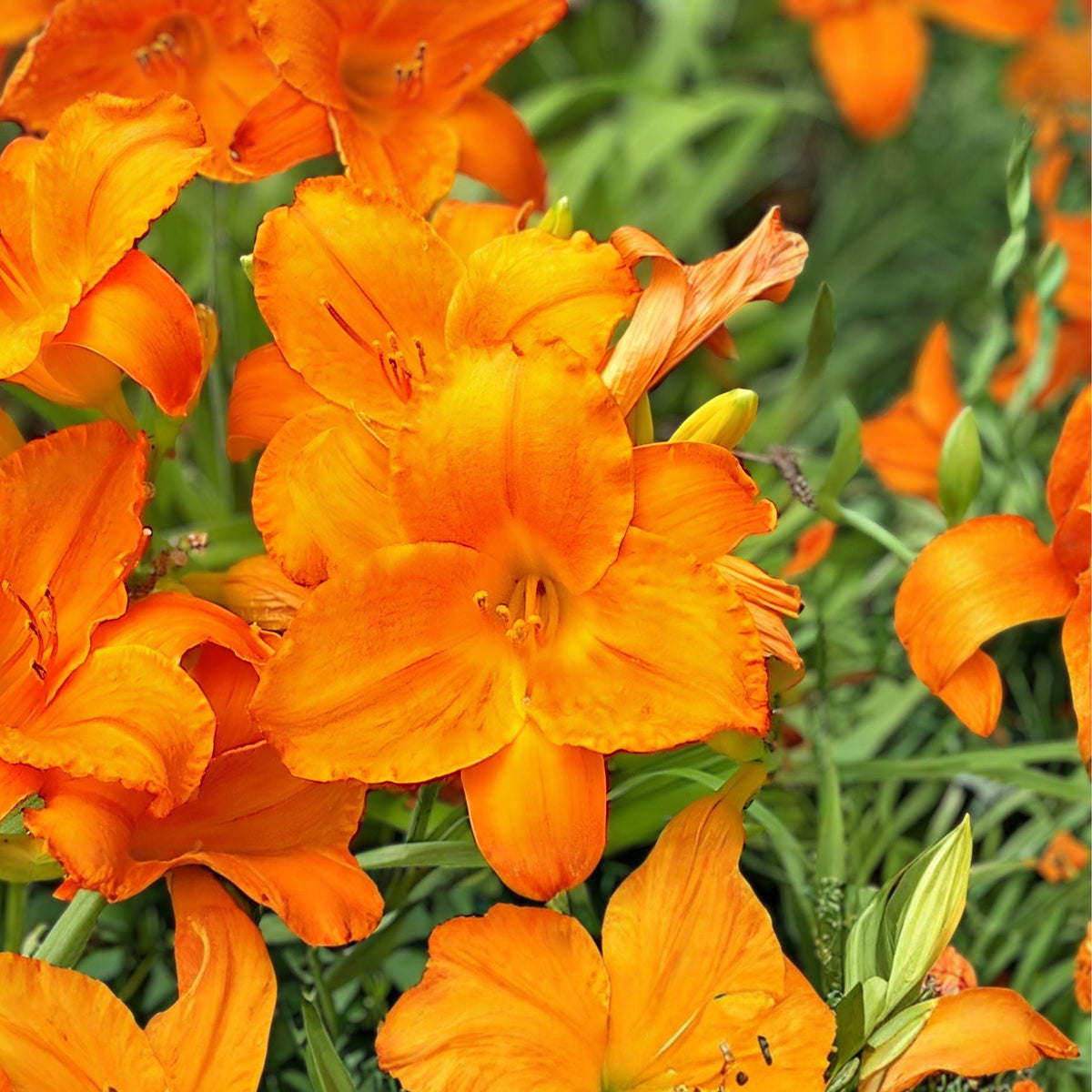 Endlessly Orange Daylily Live Root Plant | Hemerocallis ‘Endlessly Orange’ | Reblooming Orange Flower Perennial
