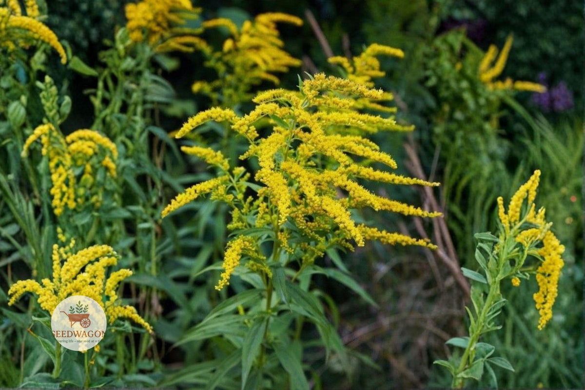 Elmleaf Goldenrod Seeds – Native Perennial Wildflower for Pollinator Gardens – Solidago ulmifolia, Yellow Flower Seeds