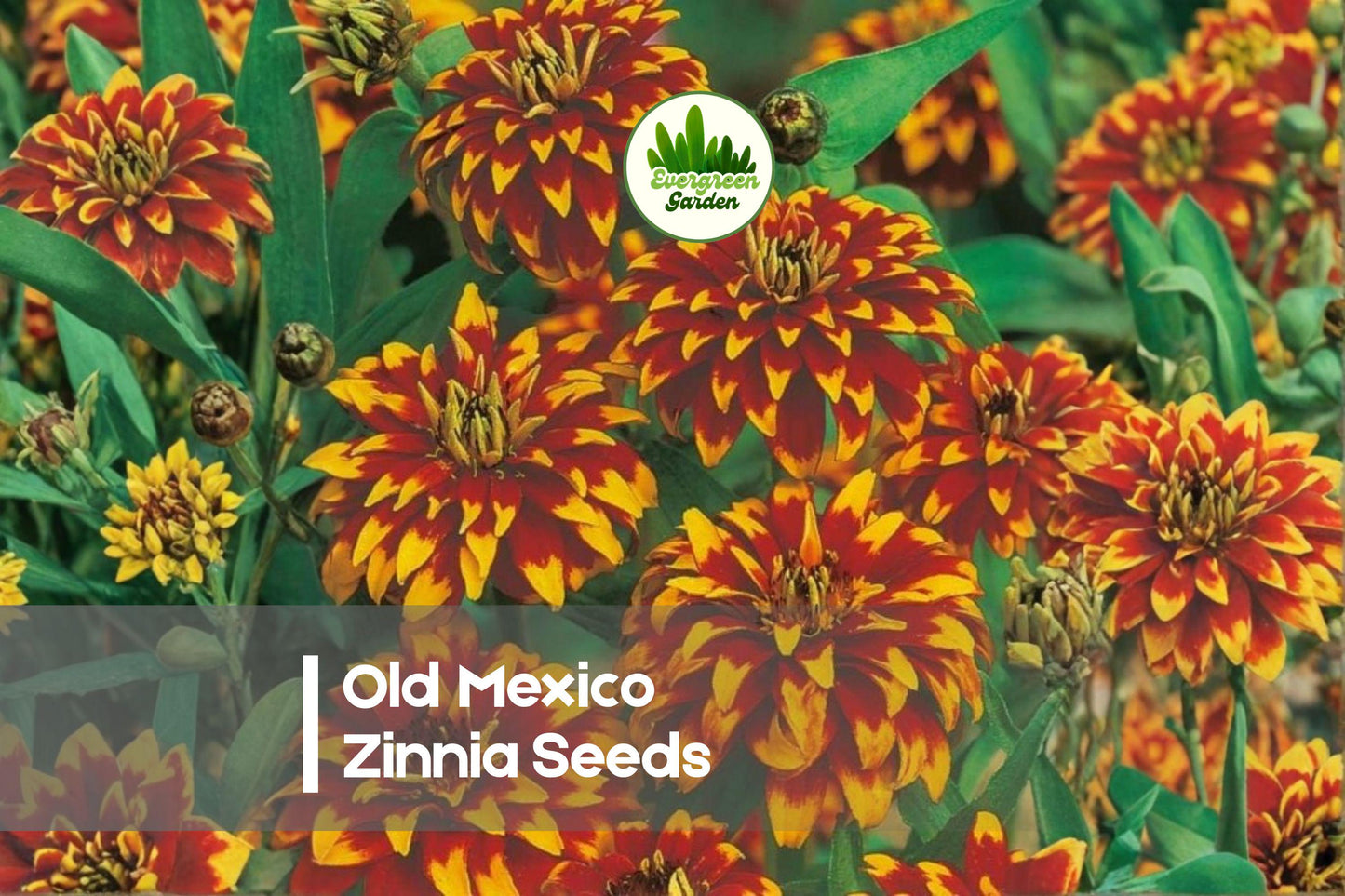 100 Old Mexico Zinnia Seeds - Bicolor Red and Yellow, Zinnia elegans, Heat-Tolerant, Fast-Growing Annual for Garden Beds & Cut Flowers