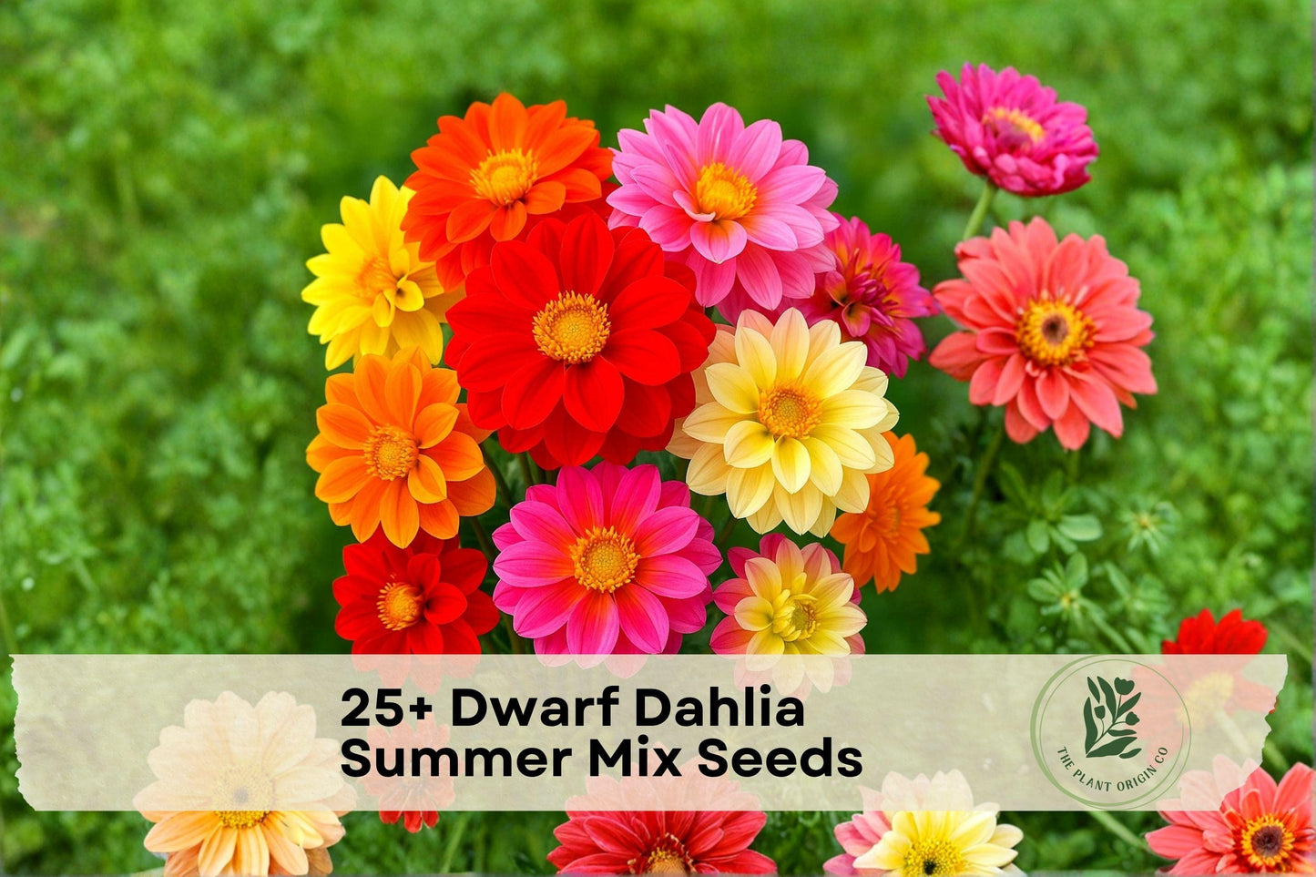 Dwarf Dahlia Seeds 25+ Pack | Summer Mix Bright Colors | Dahlia pinnata Flowering Plant for Borders & Containers