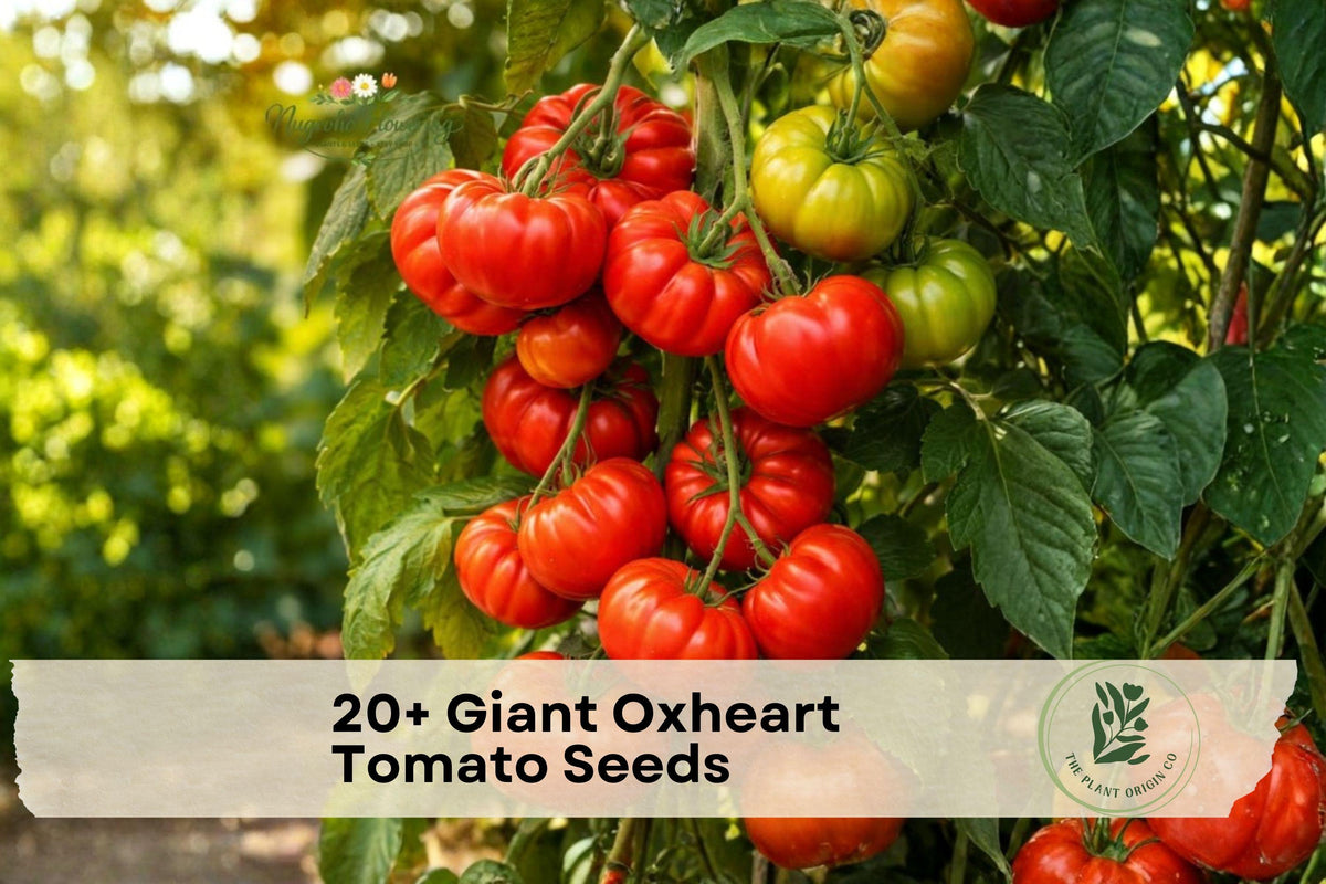 Giant Oxheart Tomato Seeds – Heirloom, Large Heart-Shaped Fruits, Indeterminate Solanum lycopersicum, Slicing & Cooking
