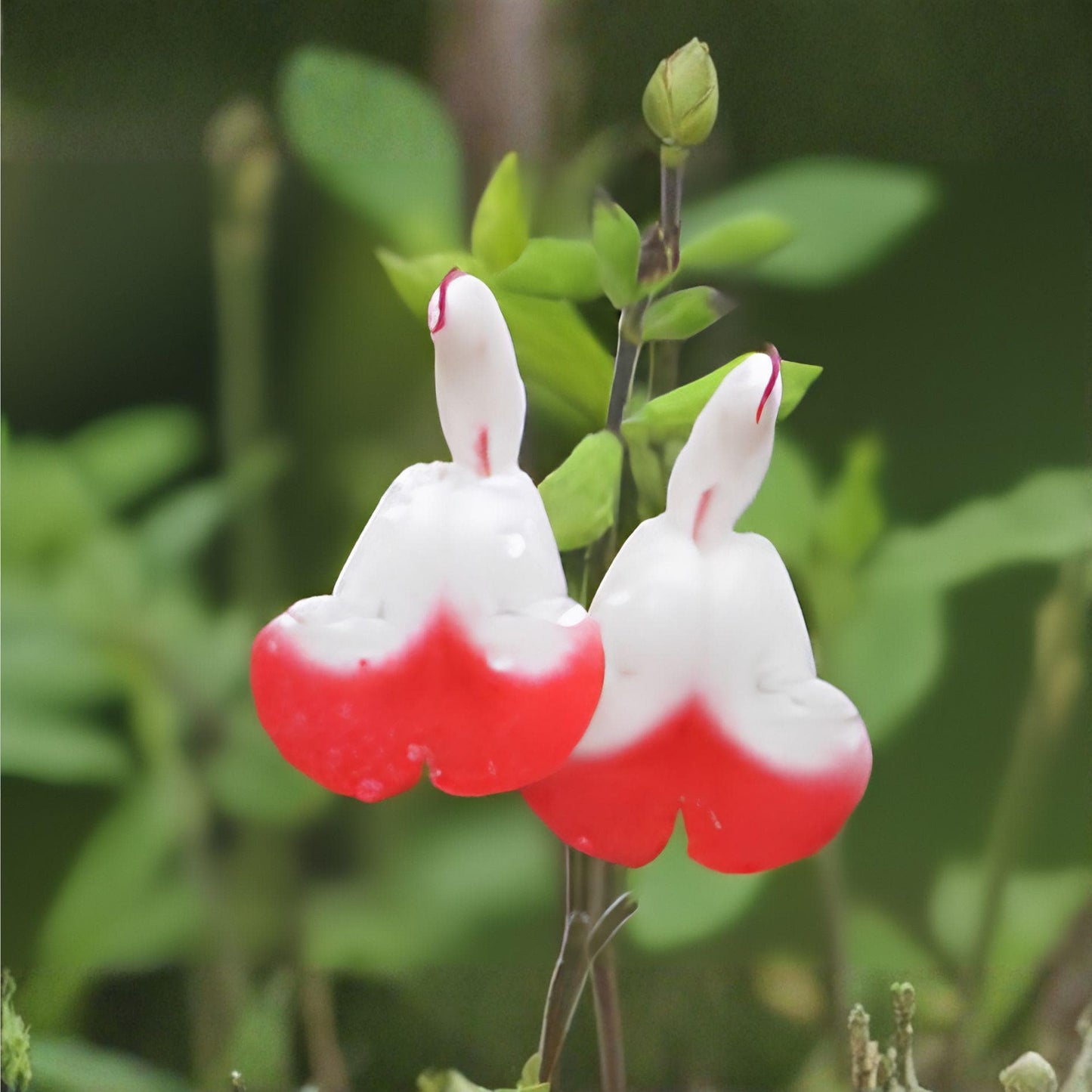 Hot Lips Sage Cuttings | Unrooted Salvia greggii | Red and White Blooms | Herb Plant for Gardens & Containers