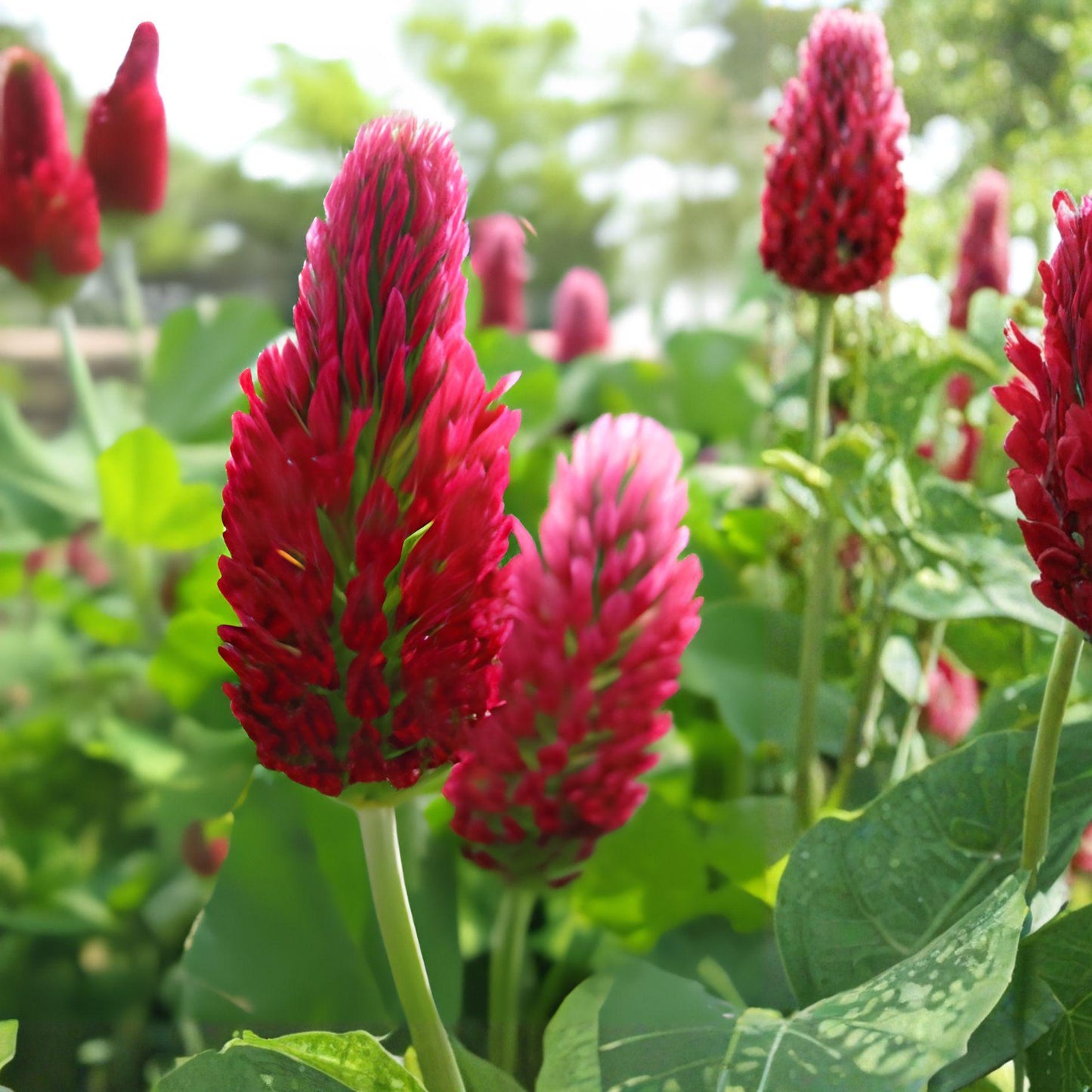 Crimson Clover Seeds 100 Pack – Trifolium incarnatum Flower Seeds for Pollinator Gardens, Wildflowers, Cover Crops