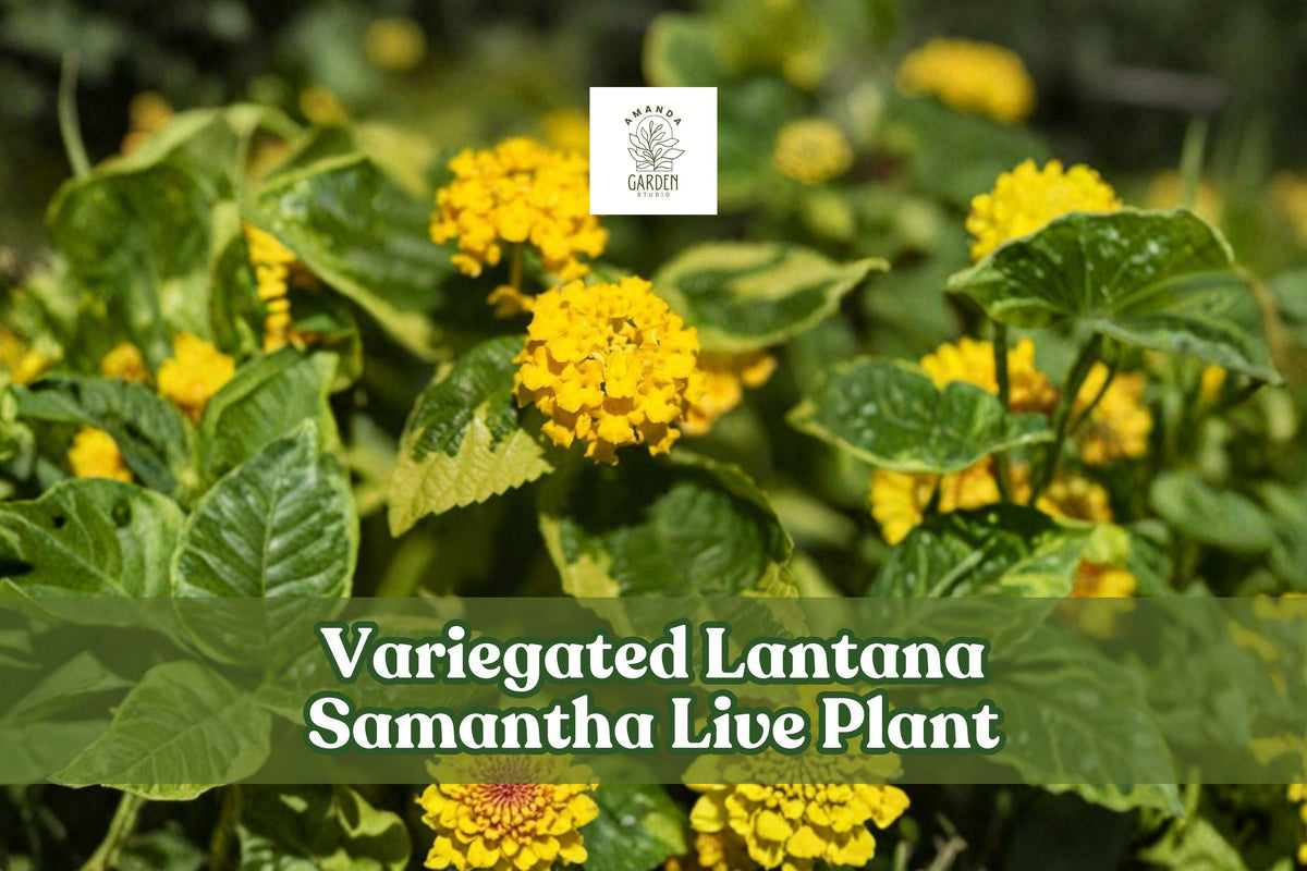 Variegated Lantana Samantha Live Plant Starter Plug with Yellow Flowers for Pollinator Gardens, Containers & Borders