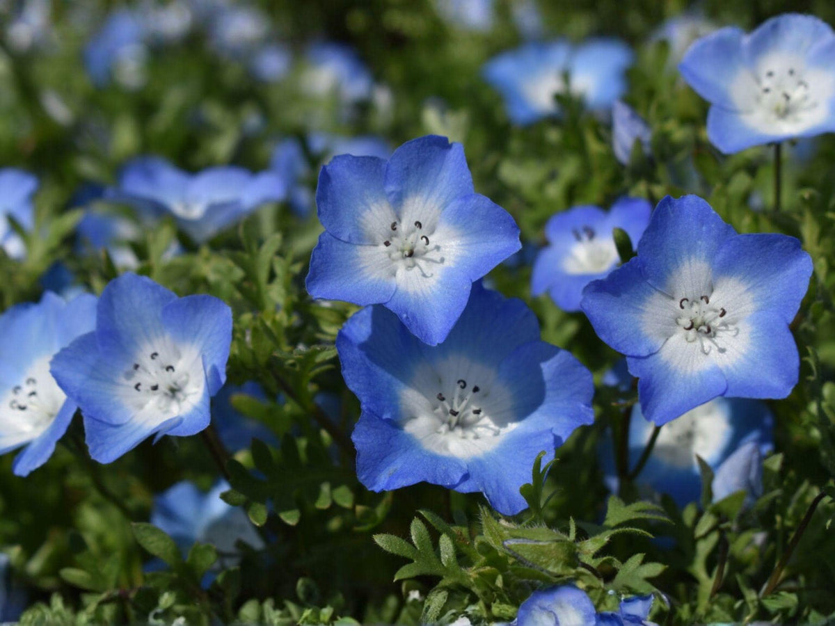 Baby Blue Eyes Wildflower Seeds – Nemophila Menziesii for Cottage Gardens, Pollinator Gardens & Spring Blooms