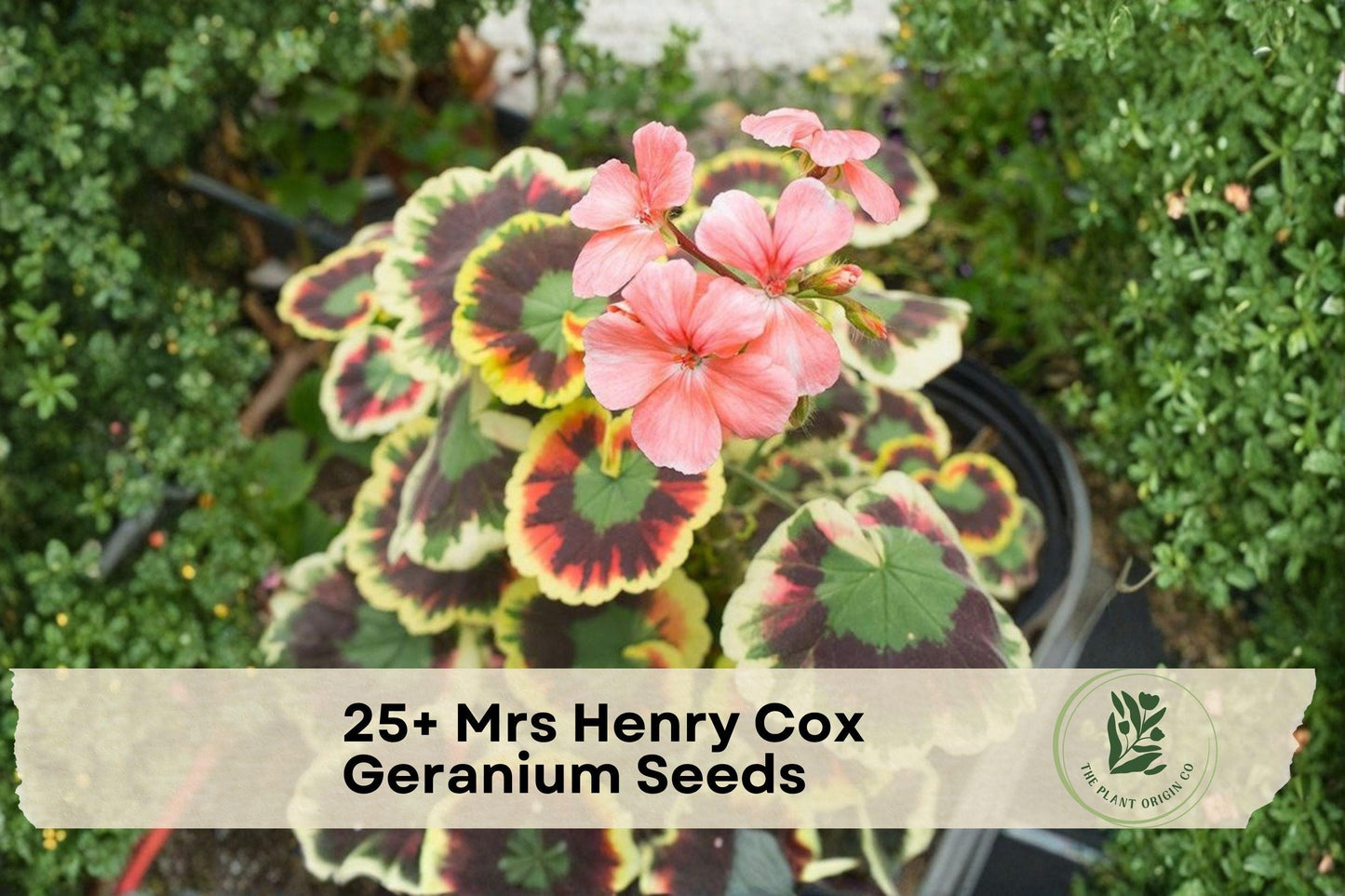 Mrs. Henry Cox Geranium Seeds - Heirloom Pelargonium hortorum for Containers, Borders & Patio Gardens