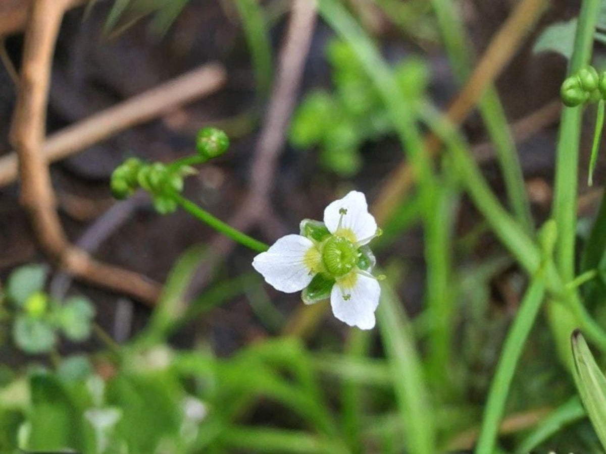 Large-flowered Water Plantain Seeds – Native Aquatic Wildflower for Ponds & Rain Gardens – Alisma triviale, Wetland Perennial Seed Pack